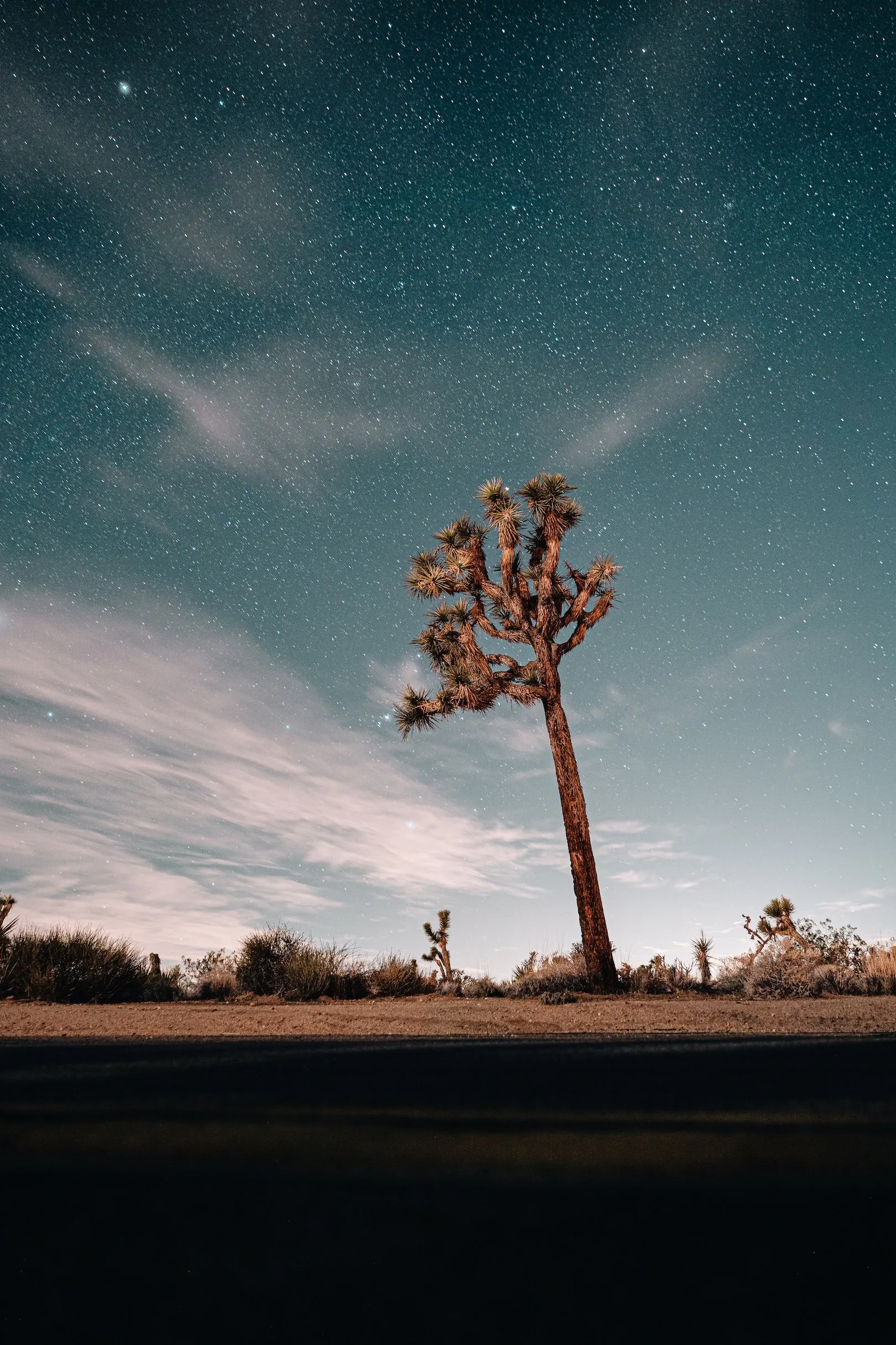 A Joshua tree against a night sky full of stars